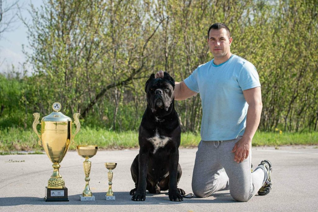 Cane Corso – Splendidi Cuccioli
