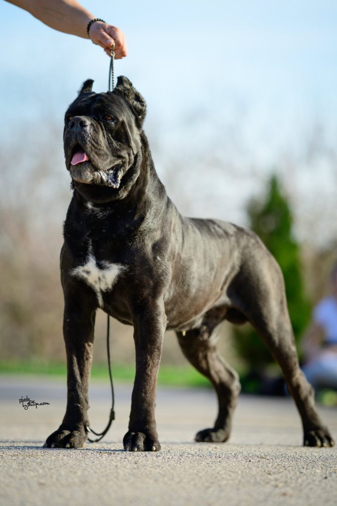 Cane Corso – Splendidi Cuccioli