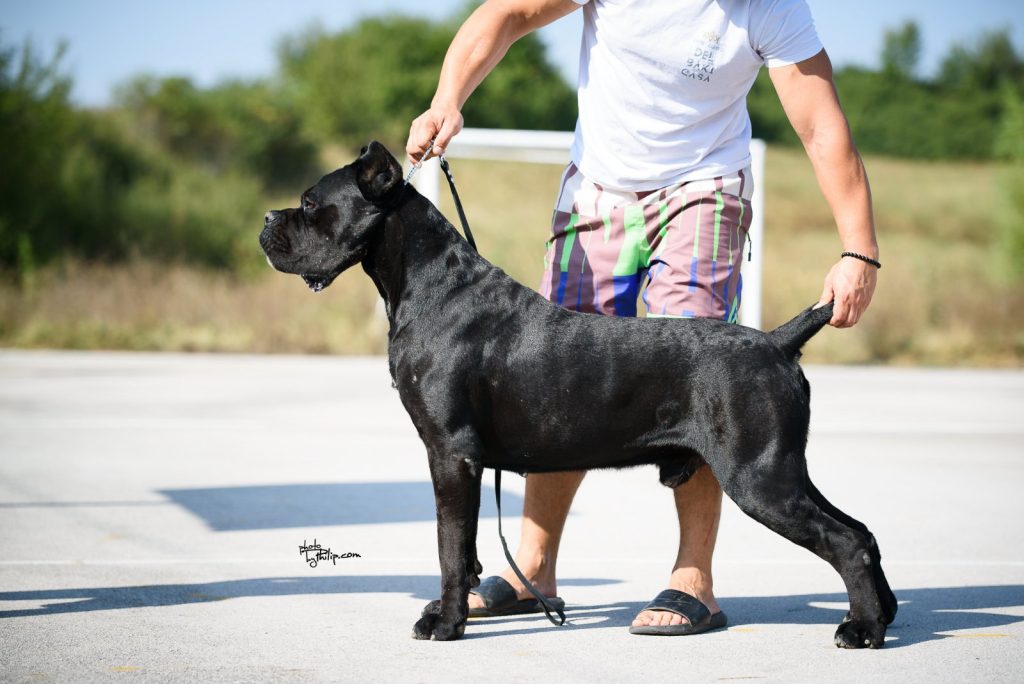 Cane Corso – Splendidi Cuccioli
