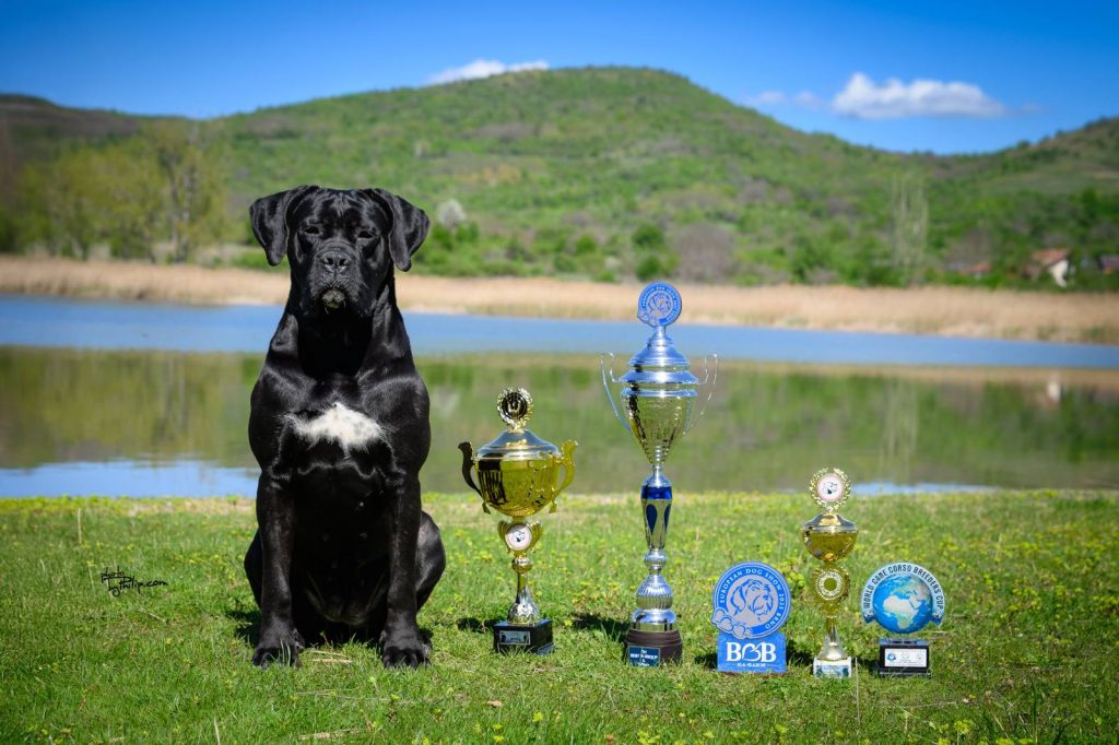 Cane Corso – Splendidi Cuccioli