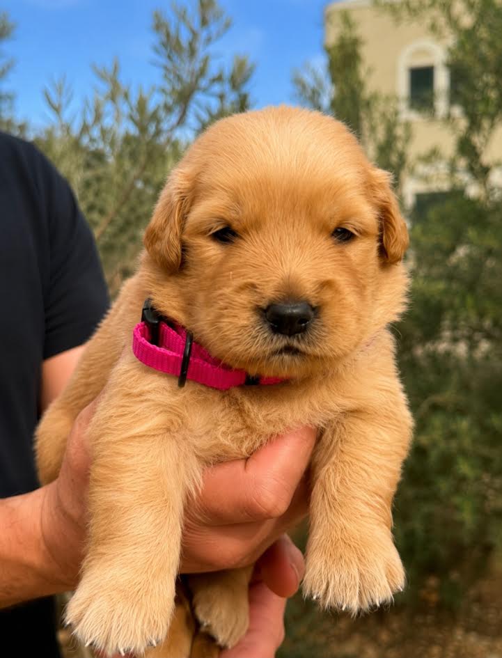 GOLDEN RETRIEVER AMERICANO