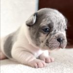 Bulldog Francese bellissimi cuccioli