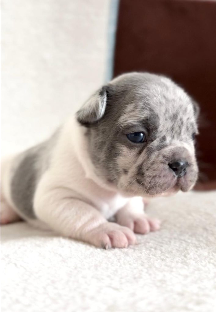 Bulldog Francese bellissimi cuccioli