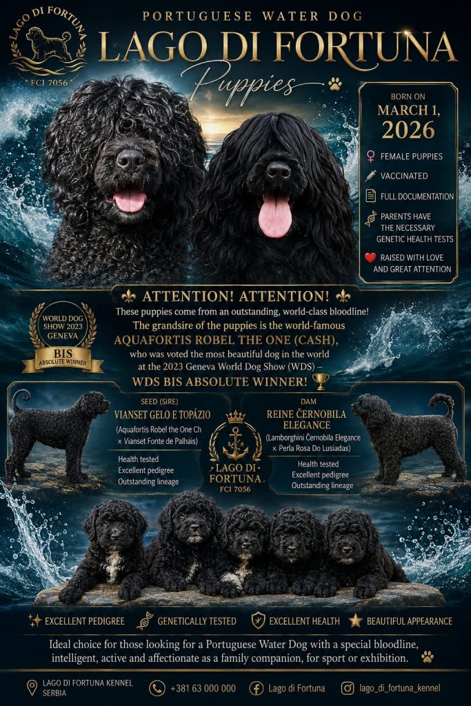 Cane d’acqua portoghese – bellissimi cuccioli