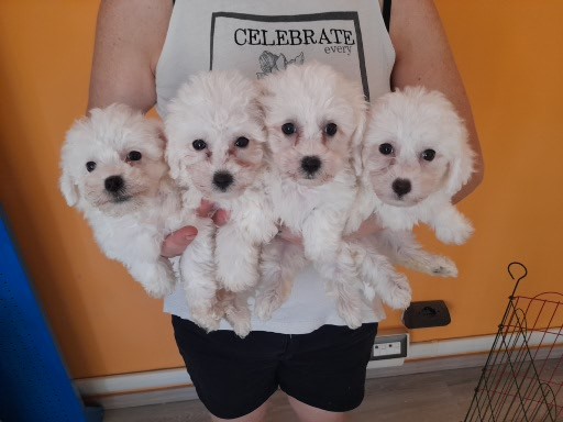 Bichon à pòil frisè maschi e femmine