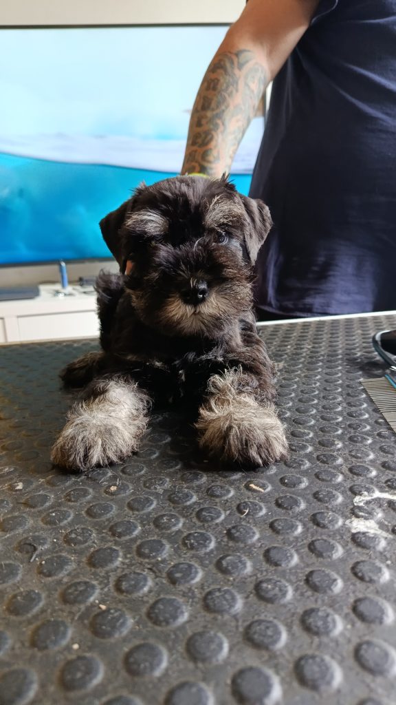 Schnauzer nano nero argento