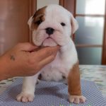 BULLDOG INGLESE