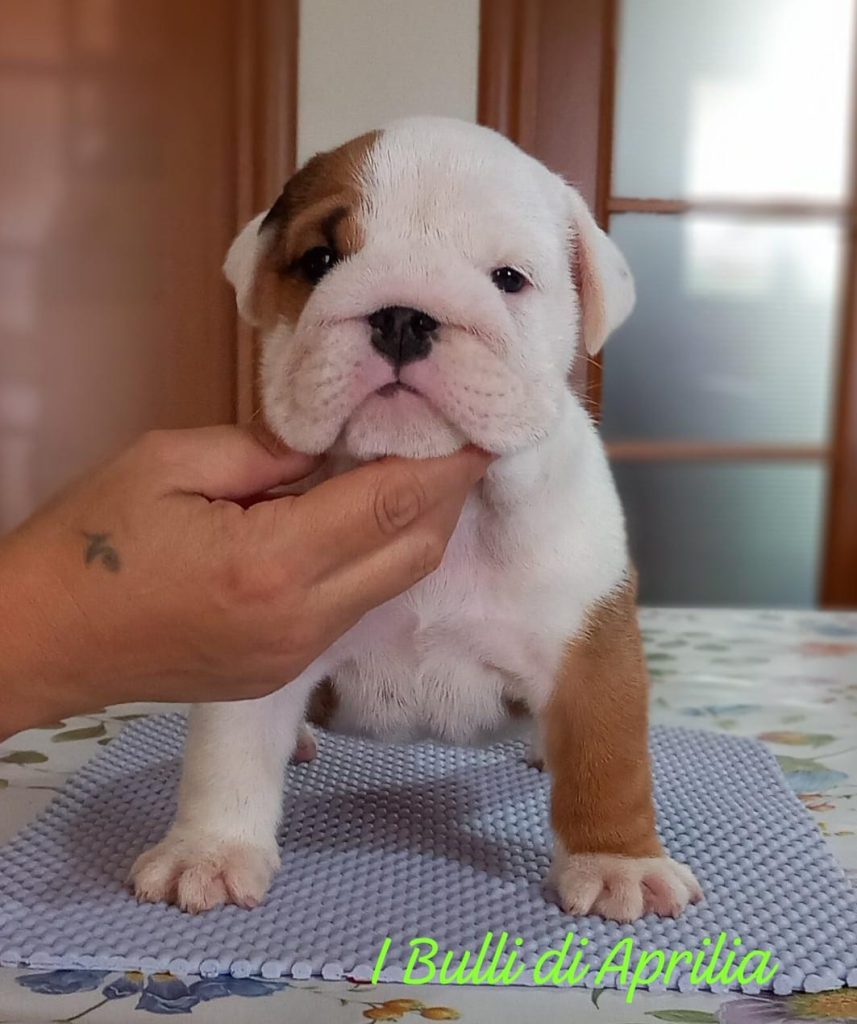 BULLDOG INGLESE