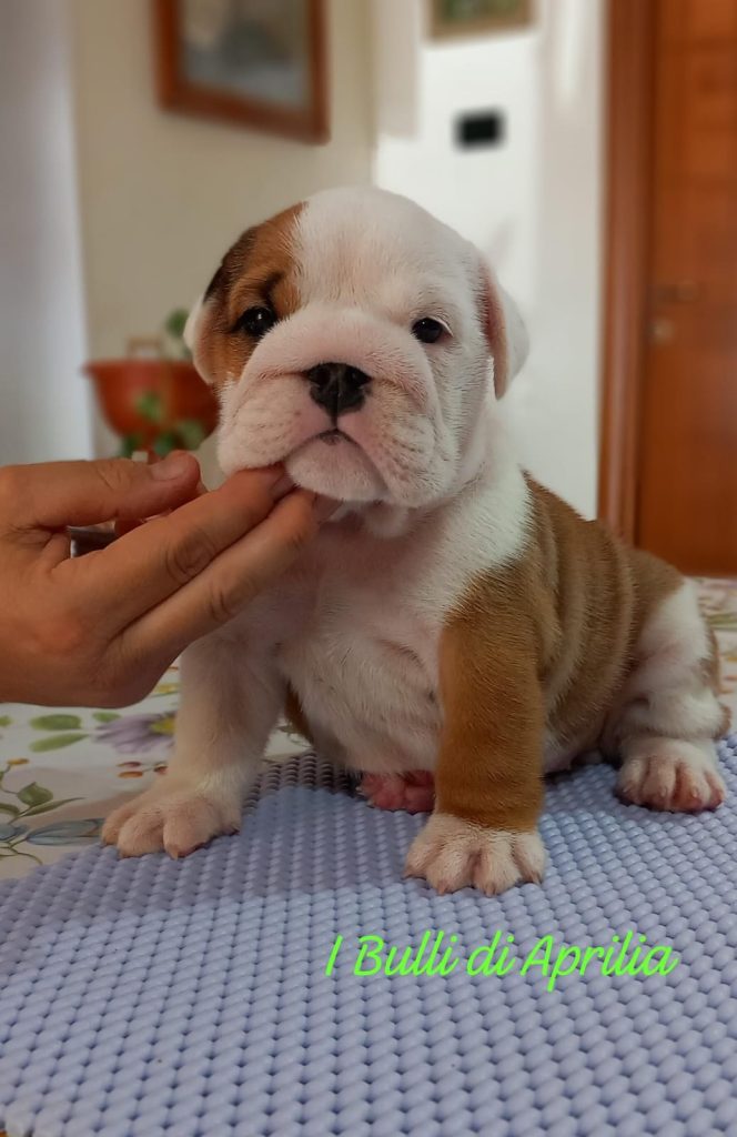 BULLDOG INGLESE