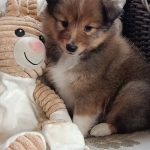 Cuccioli Shetland (cane da pastore scozzese shetland)