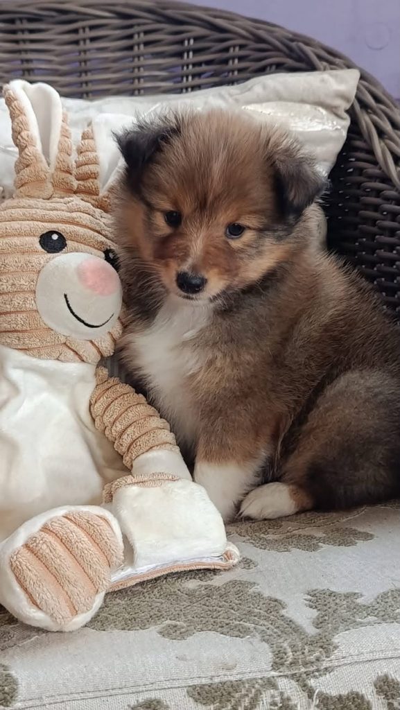 Cuccioli Shetland (cane da pastore scozzese shetland)