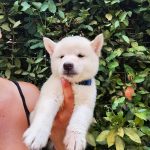 Shiba Inu maschi con pedigree