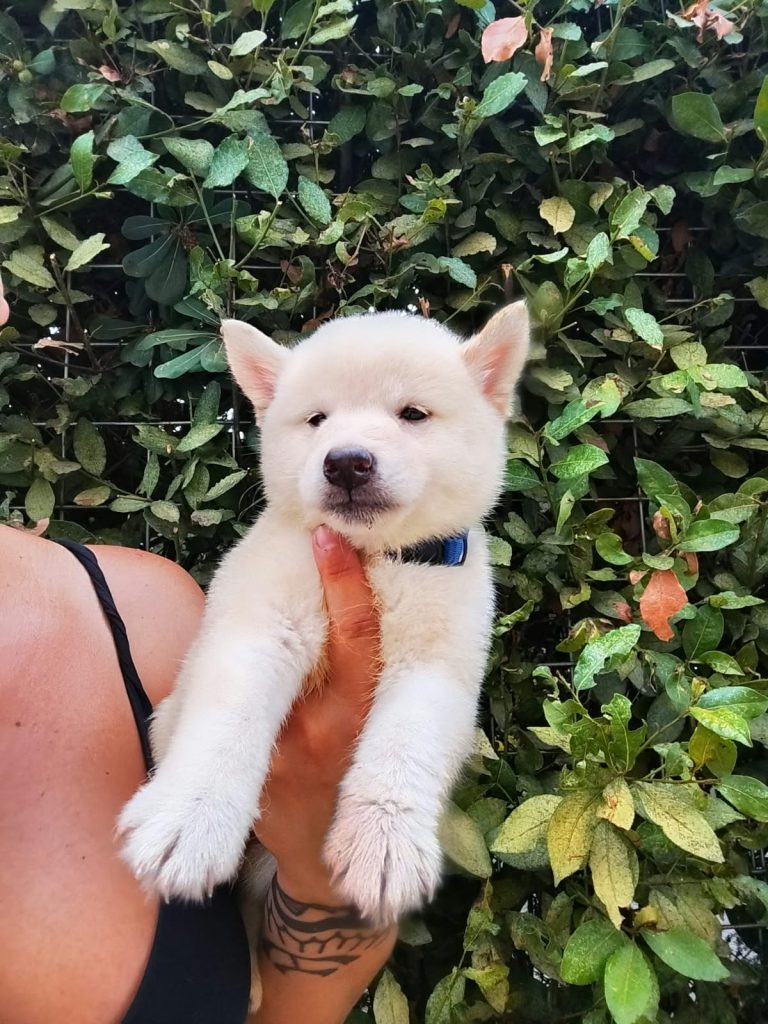 Shiba Inu maschi con pedigree