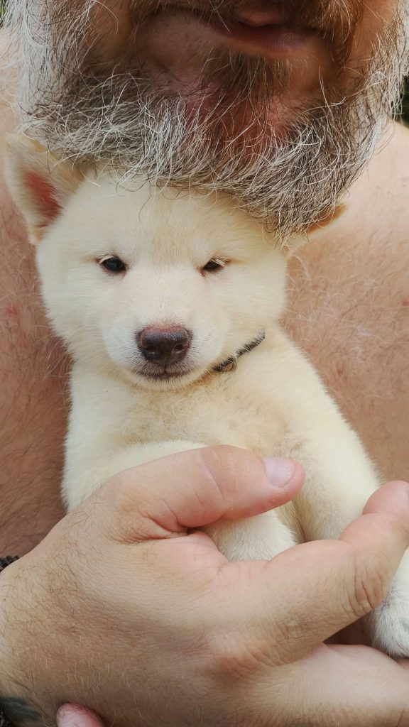Shiba Inu maschi con pedigree