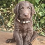 Cuccioli flat coated retriever