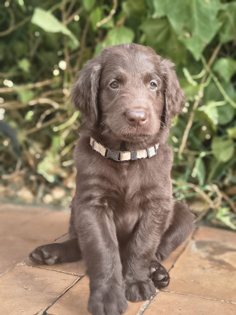 Cuccioli flat coated retriever