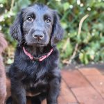 Cuccioli flat coated retriever