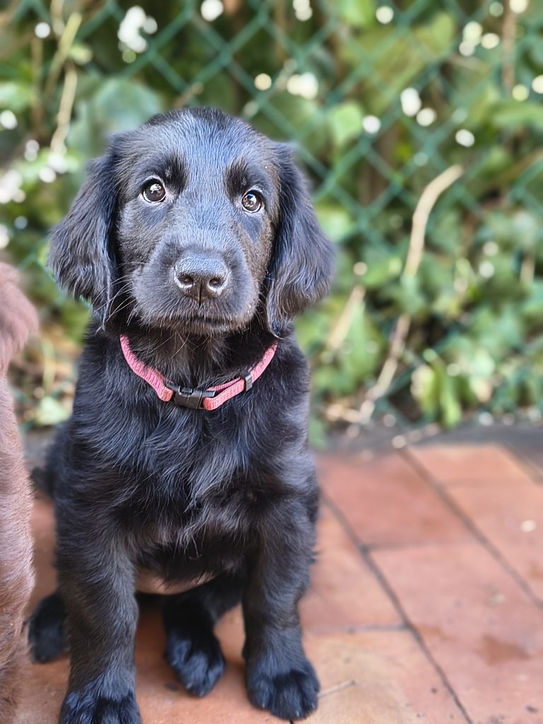 Cuccioli flat coated retriever