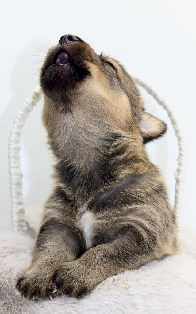 URBAN WOLF KENNEL
