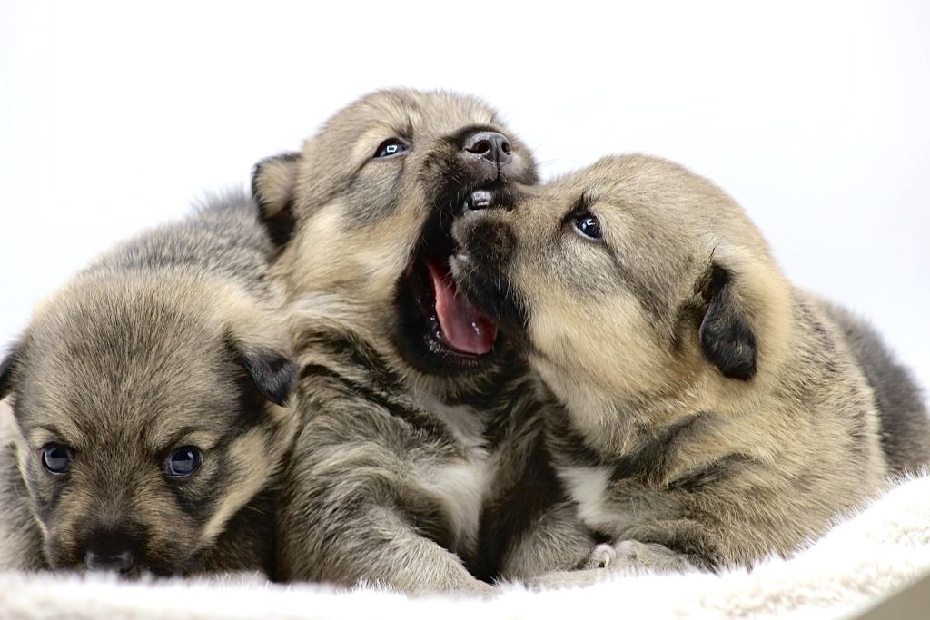 URBAN WOLF KENNEL