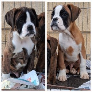 boxer cuccioli