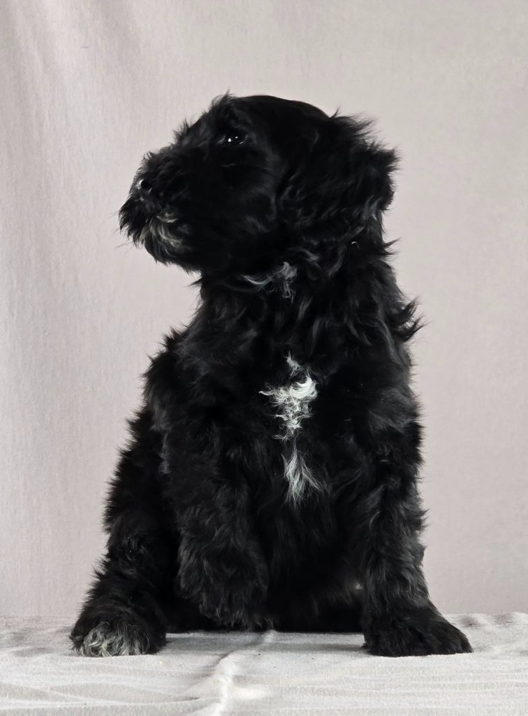 Cane d’acqua portoghese – bellissimi cuccioli