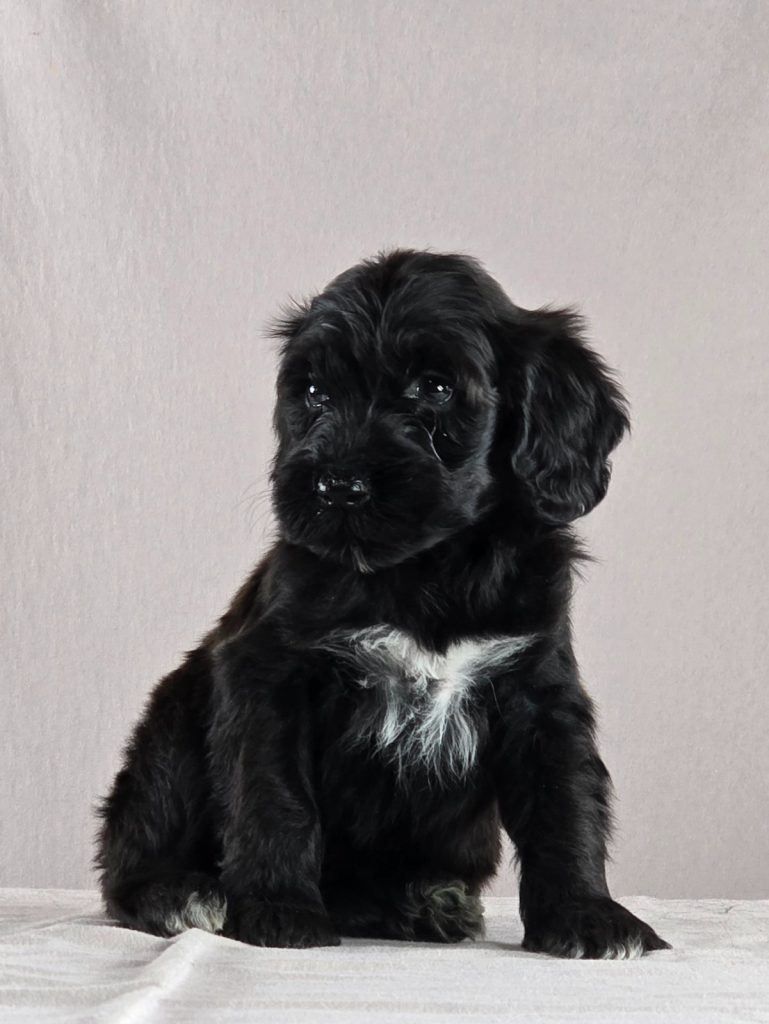 Cane d’acqua portoghese – bellissimi cuccioli