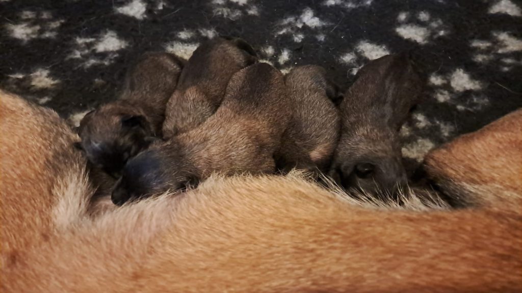 Cuccioli pastore belga malinois