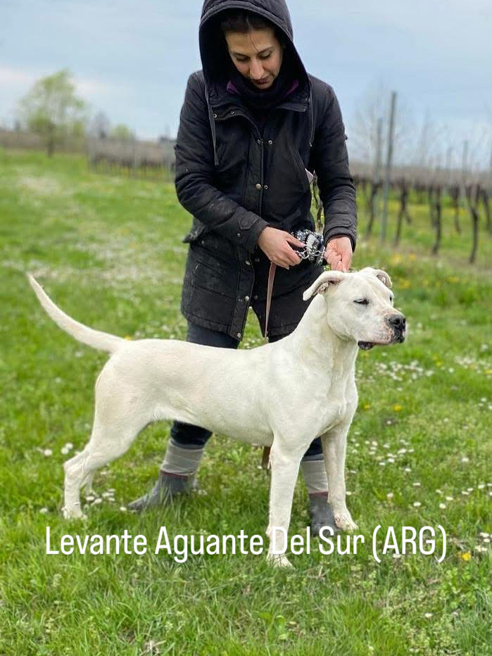 CUCCIOLI DOGO ARGENTINO