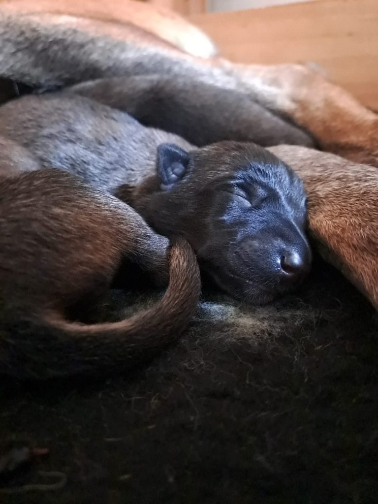 Cuccioli pastore belga malinois