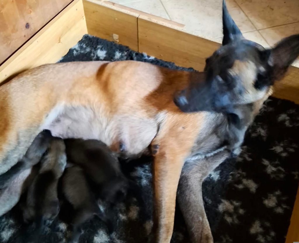 Cuccioli pastore belga malinois