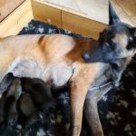 Cuccioli pastore belga malinois