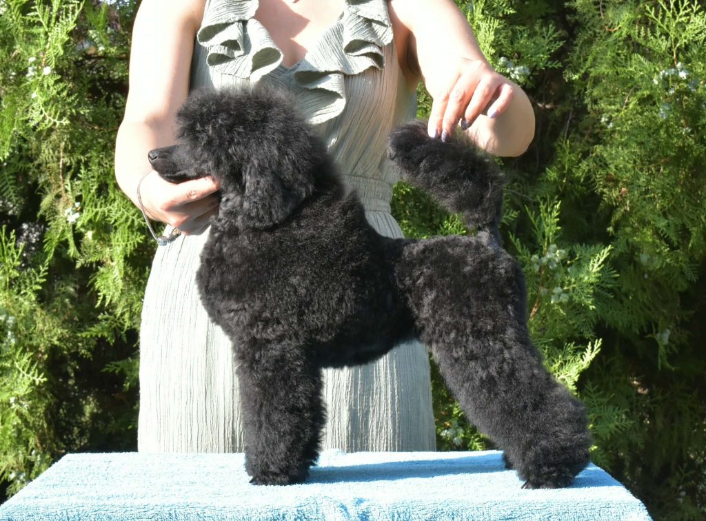 Femmina di Barboncino Nano Nero
