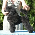 Femmina di Barboncino Nano Nero