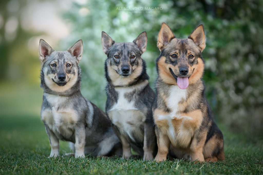 URBAN WOLF KENNEL