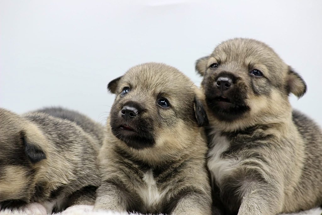 URBAN WOLF KENNEL