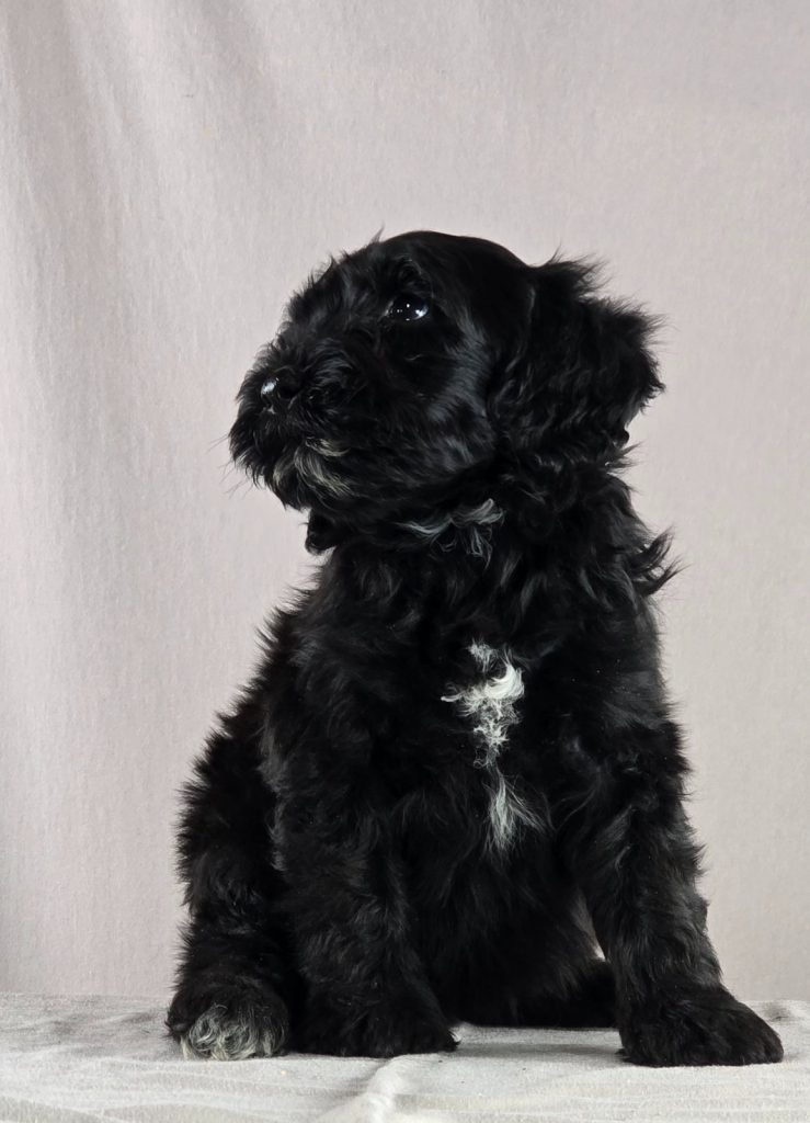 Cane d’acqua portoghese – bellissimi cuccioli