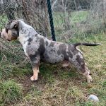 American Bully Pocket – maschio e femmina in vendita