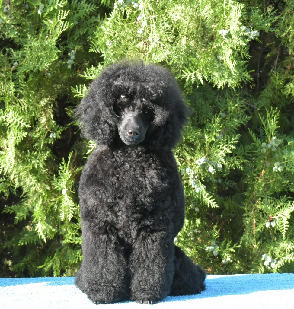 Femmina di Barboncino Nano Nero