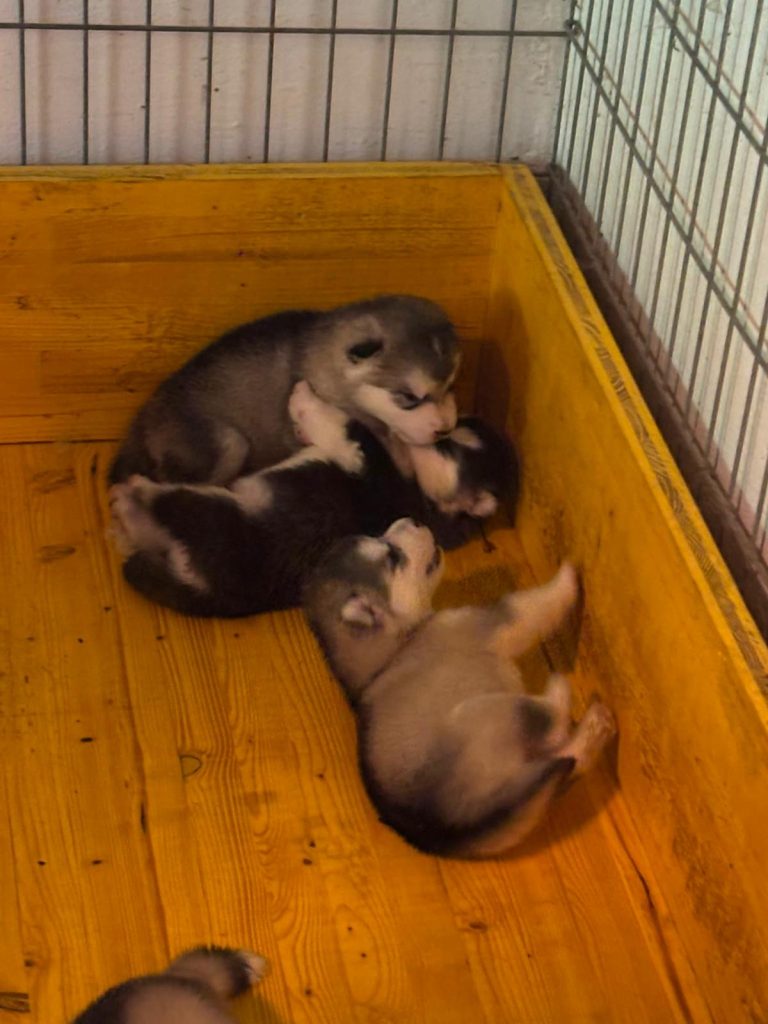 Cuccioli Alaskan Malamute Allevamento trentennale ENCI – Disponibili
