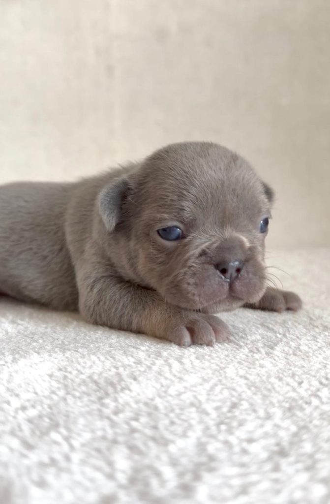 Bulldog Francese bellissimi cuccioli