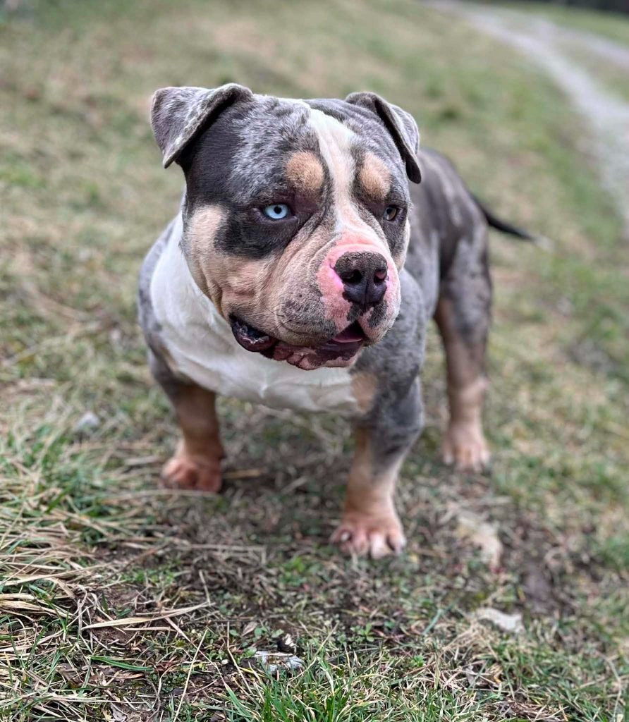 American Bully Pocket – maschio e femmina in vendita