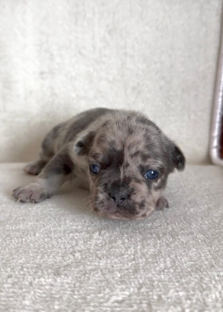 Bulldog Francese bellissimi cuccioli