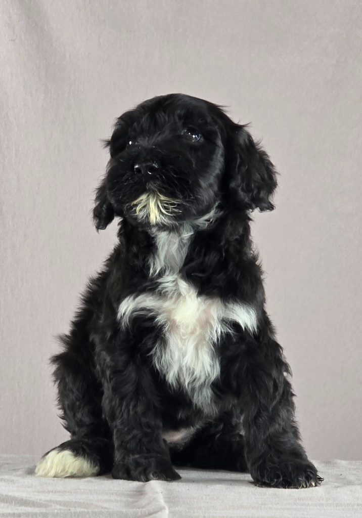 Cane d’acqua portoghese – bellissimi cuccioli