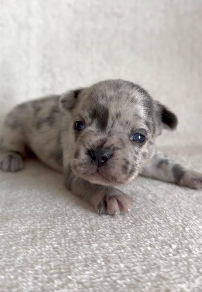 Bulldog Francese bellissimi cuccioli