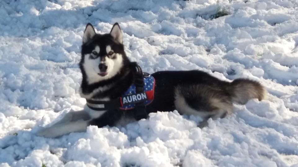 CUCCIOLI DI ALASKAN MALAMUTE ROMA