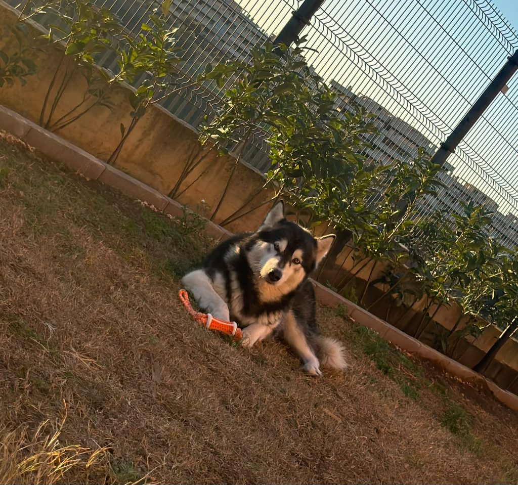 CUCCIOLI DI ALASKAN MALAMUTE ROMA