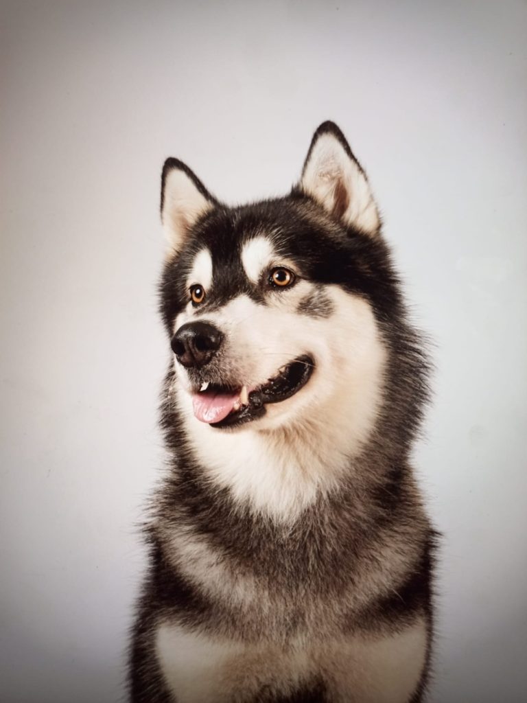 CUCCIOLI DI ALASKAN MALAMUTE ROMA