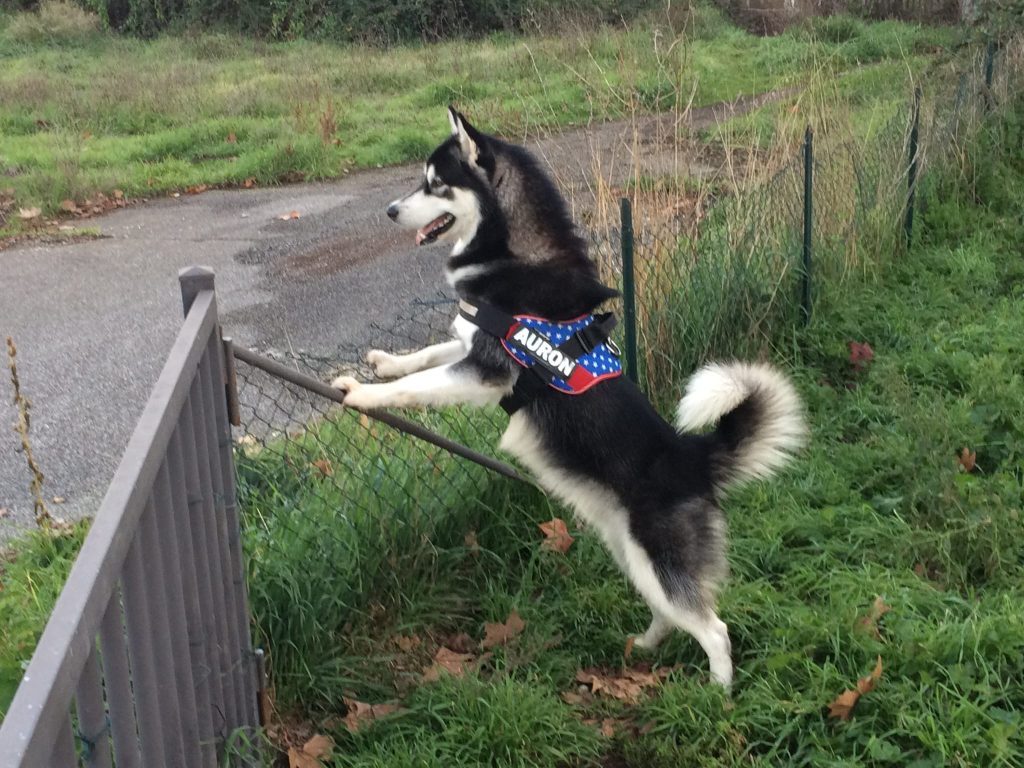 CUCCIOLI DI ALASKAN MALAMUTE ROMA