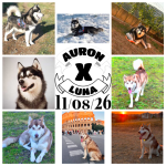 CUCCIOLI DI ALASKAN MALAMUTE ROMA